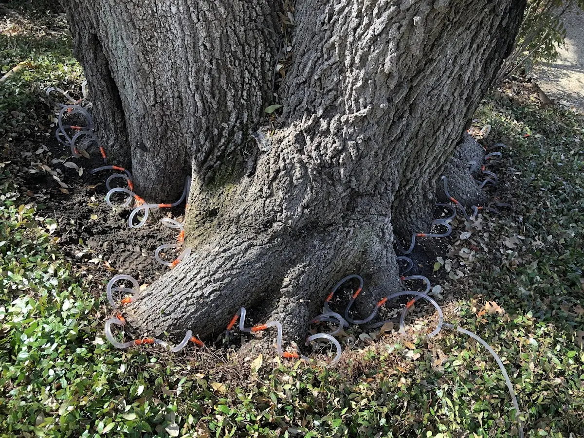 Detailed Tree Cabling and Bracing job site in Belden