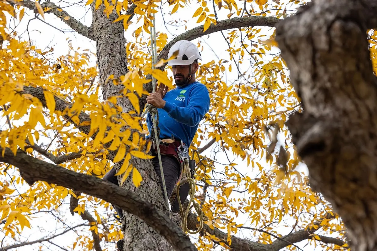 Skilled Dead Tree Removal crew working in Belden